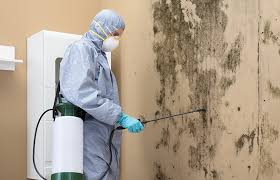 Why You Should Choose Our Mold Remediation Services in Lexington, MO